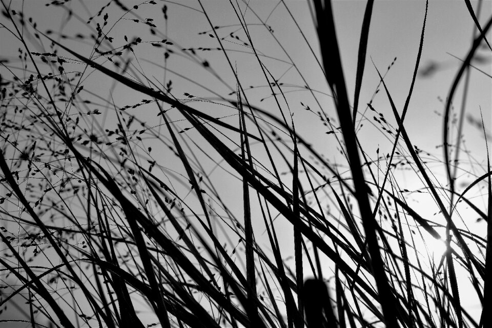Black and white grasses bluegrass