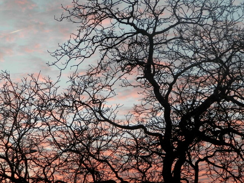 Sunset pink branch