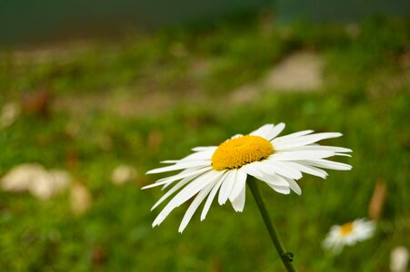 Vegetation white flowers yellow