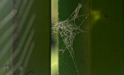 Spider pattern silhouette