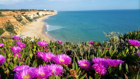 Flowers beach ocean