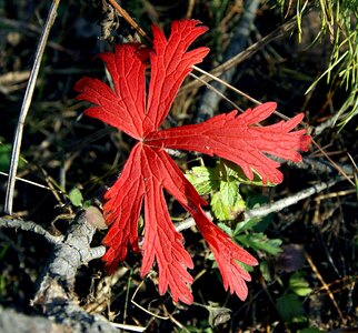 Closeup wild strawberry leaves