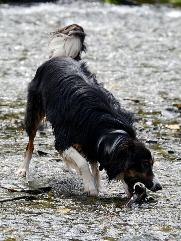 Collie tricolour pet