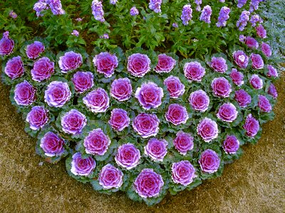 Plant flora garden