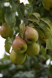 Harvest fruits autumn