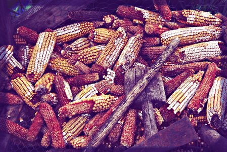 Crop produce feeding