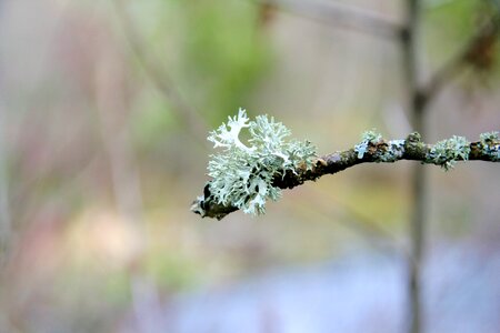 Tree nature scotland photo