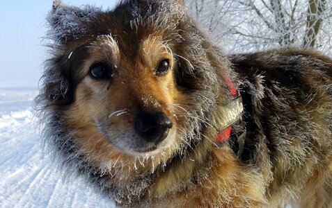 Hoarfrost fur cute