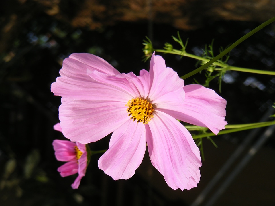 Plant natural blossom