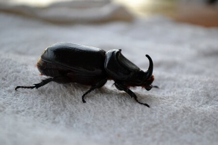 Horn insect invertebrate