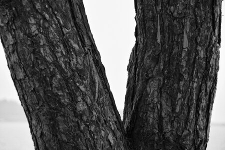 Wood bark trunk