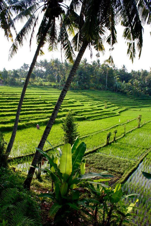 Exotic bali nature