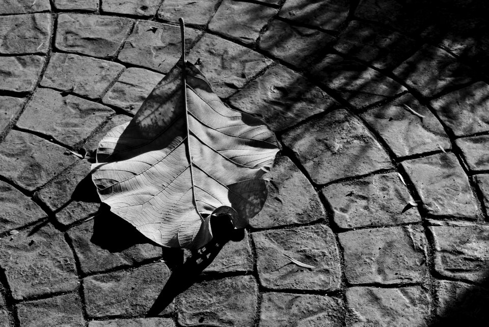 Leaves nature season