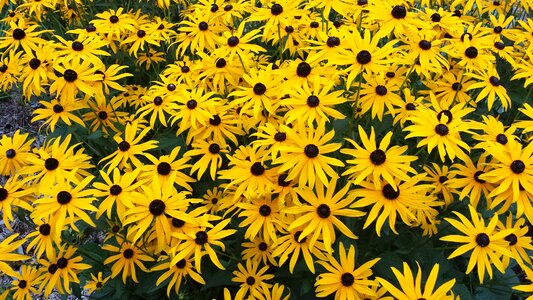 Marguerite flower yellow