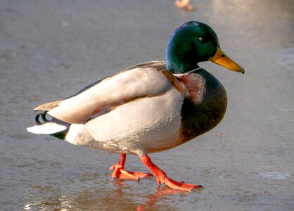 Water bird poultry close up