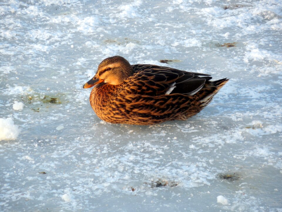 Frozen pond lake photo