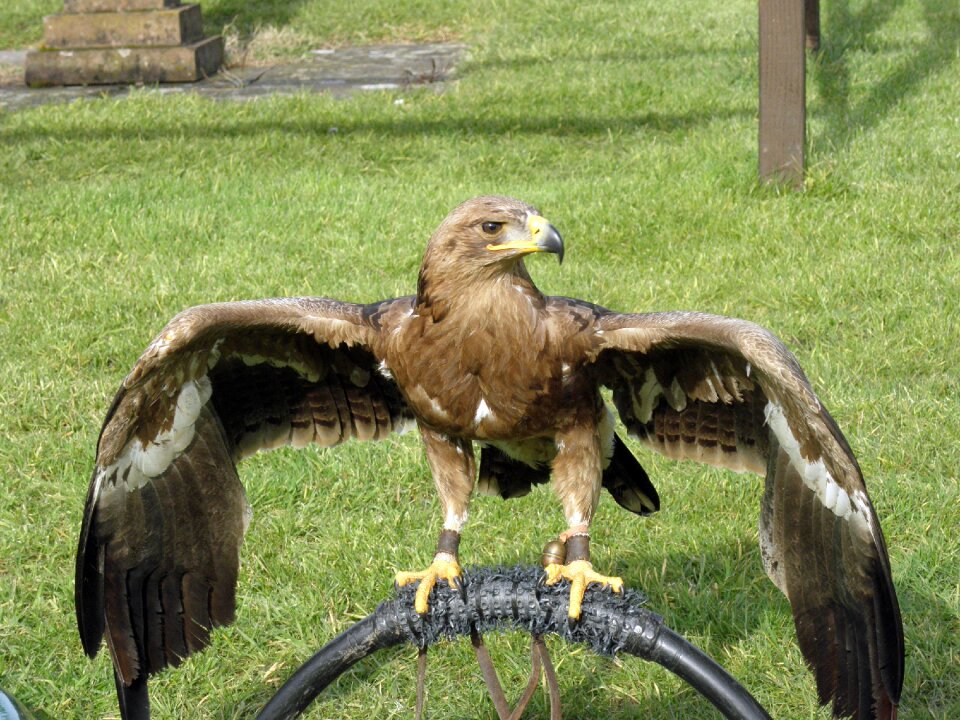 Bird animal wildlife