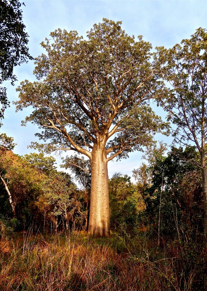 Native tree nature