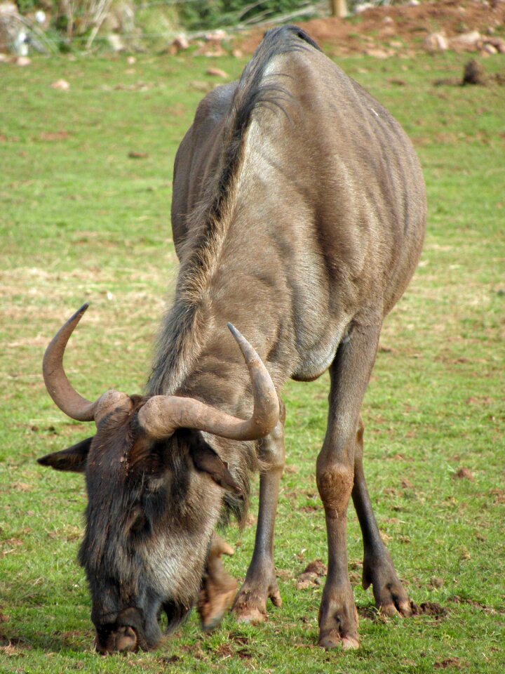 Mammal africa