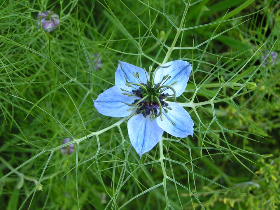 Nature flower plant