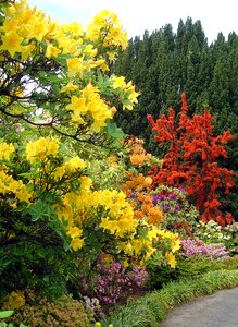 Rhododendron blossom yellow