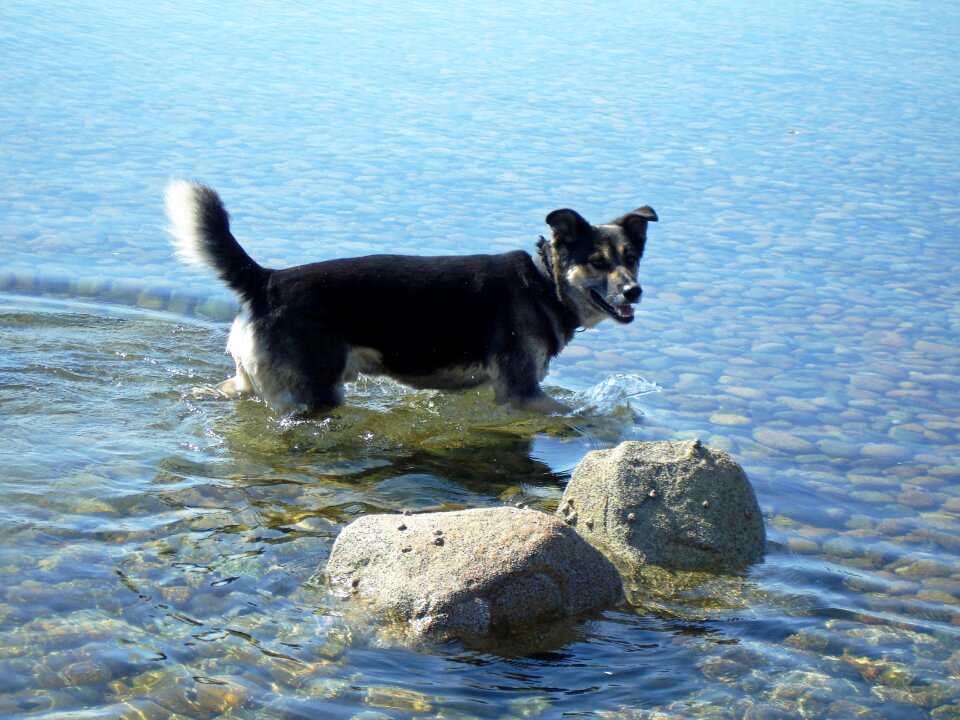 Pet animal ocean