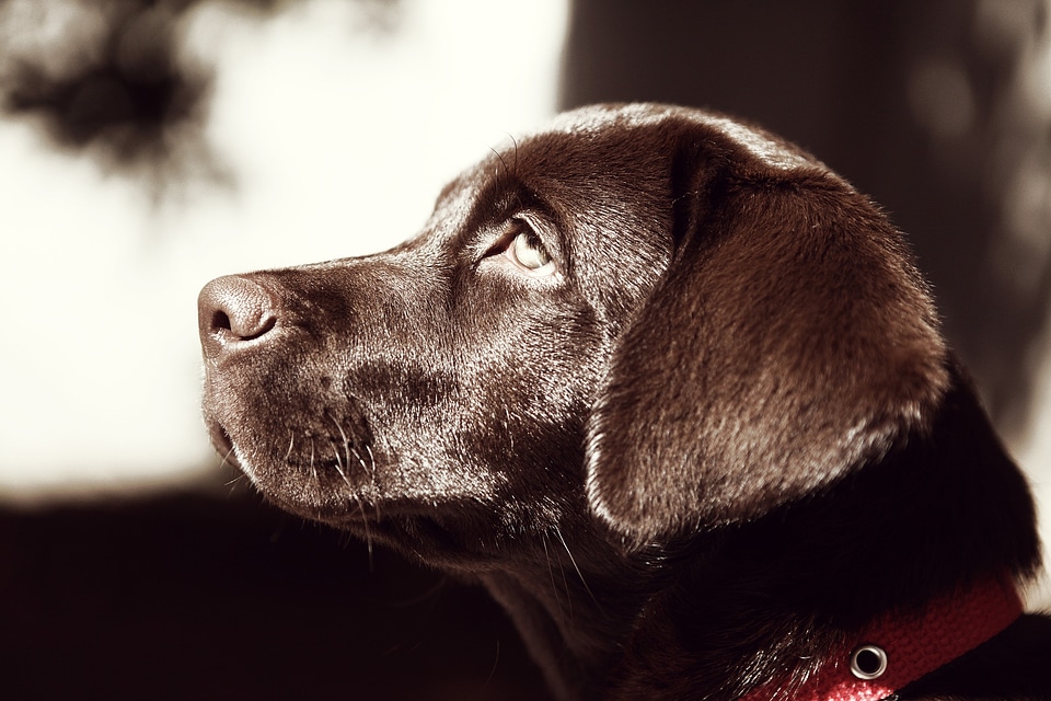 Canine brown faithful