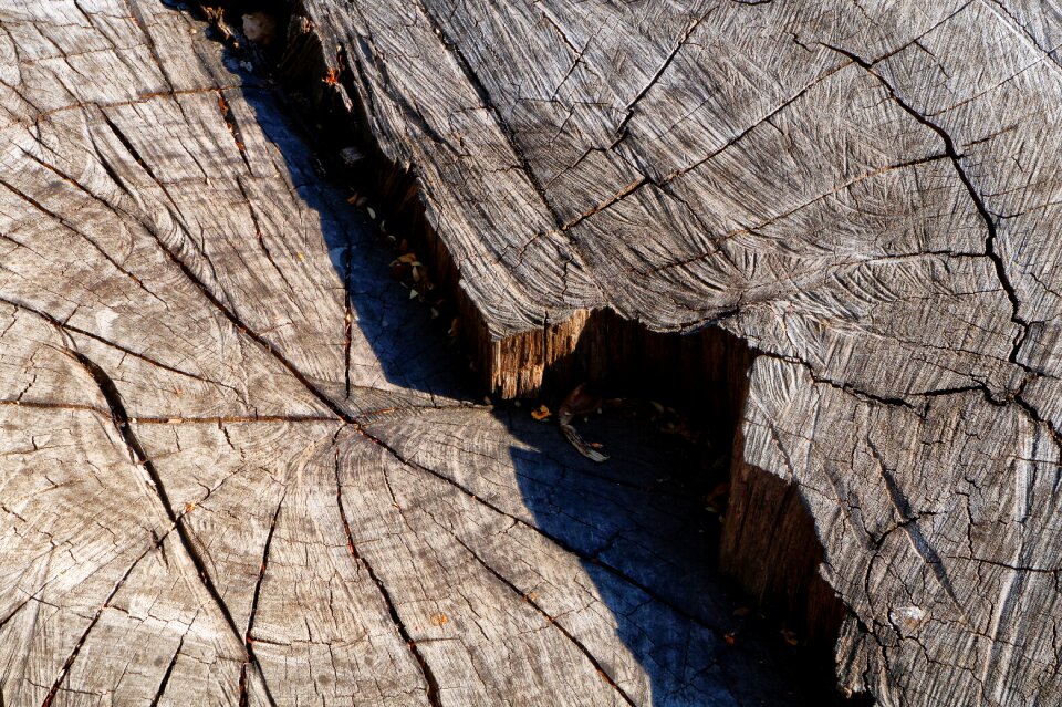 Trunk nature forest