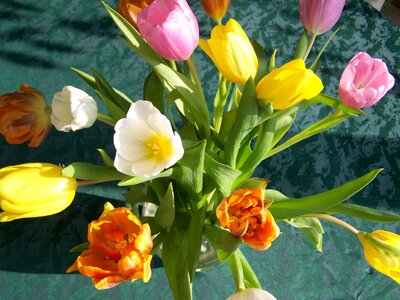Tulip bouquet colorful tulips cut flower photo