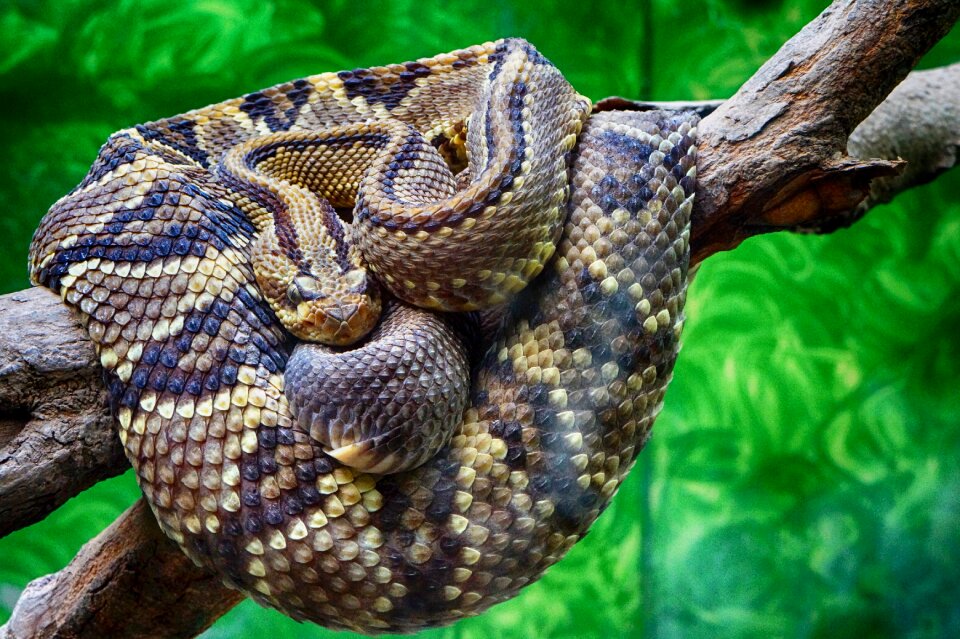 Zoo wild life venom