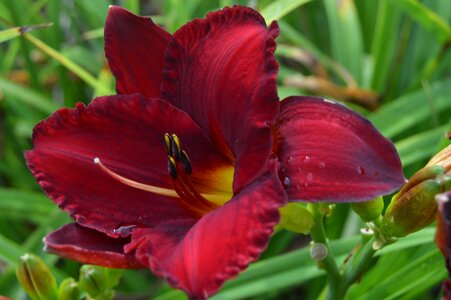 Spring botanical plant