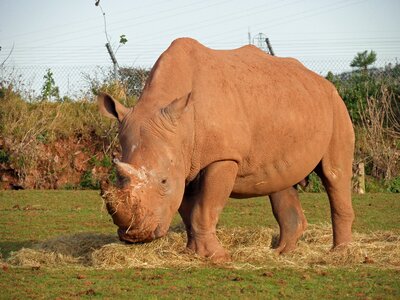Rhinoceros wildlife endangered photo