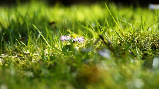 Green meadow macro