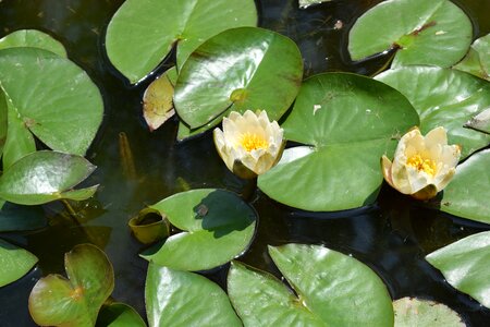 Kite flowers pond plants