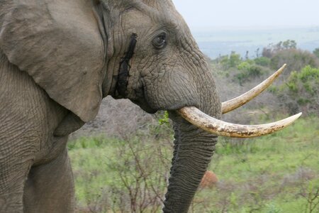 Safari south africa fauna photo