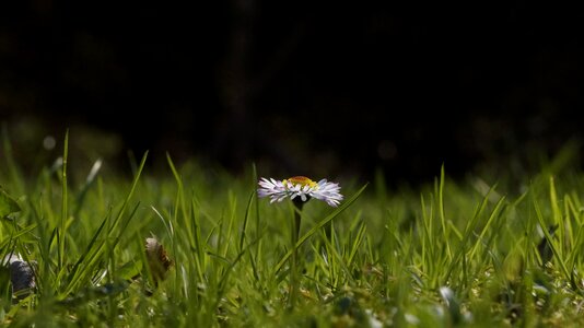 Summer green meadow