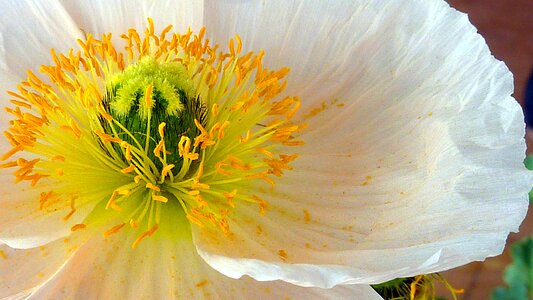 Pistil close up pollen photo