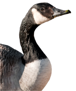 Goose bird cutout photo
