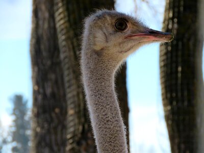 Head closeup