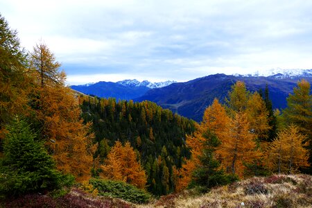 Mountains fall color larch discoloration photo