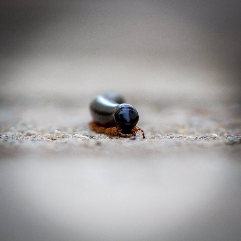 Macro animal zimbabwe