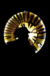 Black hat golden