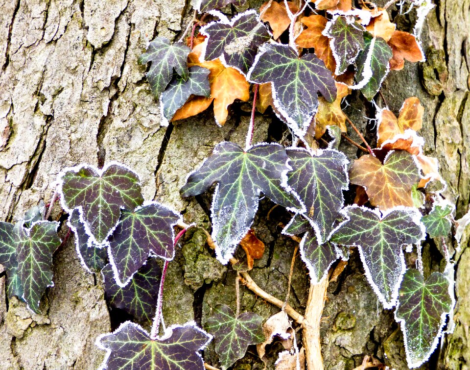 Rime plant grain photo