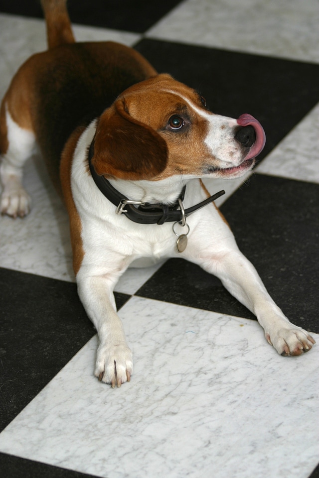 Domestic puppy mammal