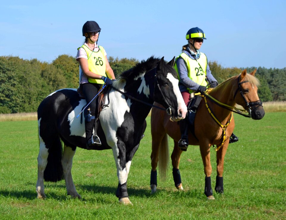 Horseback outdoors summer