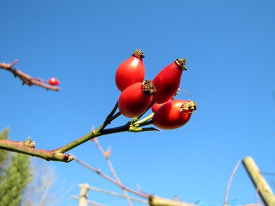 Wild rose fruit summer