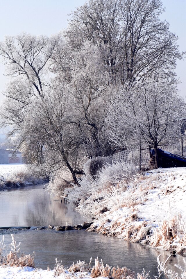 Snowy trees romantic