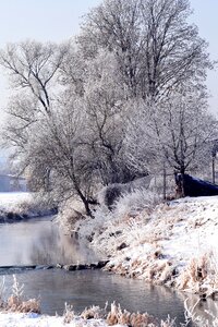 Snowy trees romantic