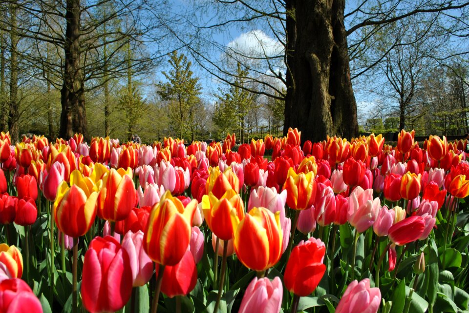 Keuckenhof blossom bloom