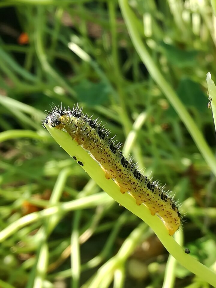 Butterfly green animal
